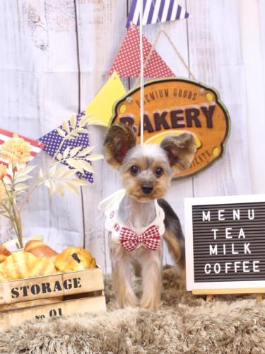 20240914グミくん